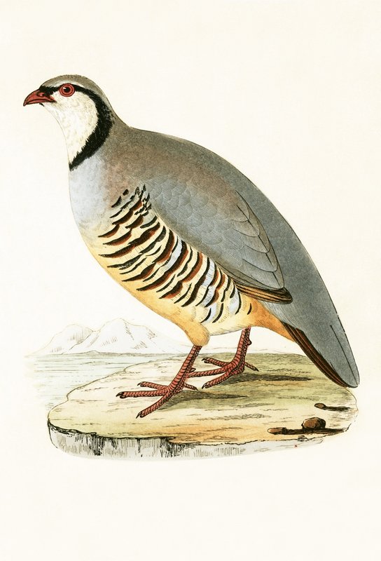 Greek Partridge, illustrasjon fra 