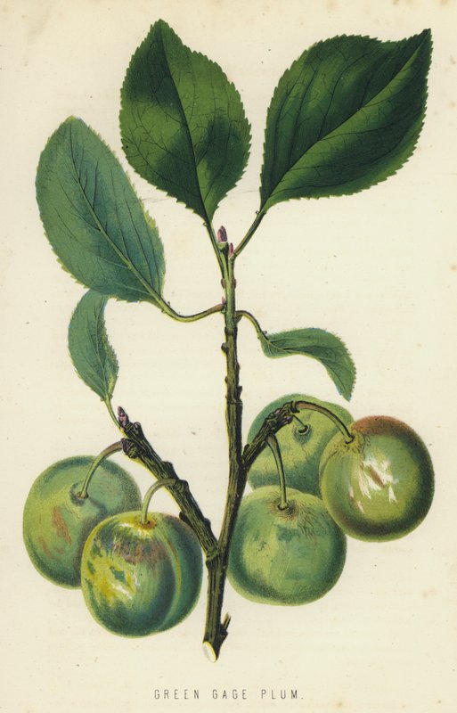 Grønn Gage Plum av English School