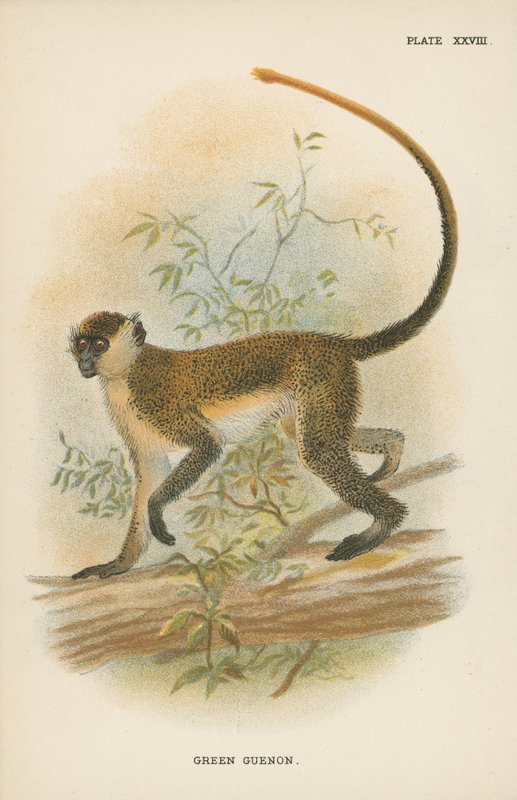 Grønn Guenon av English School