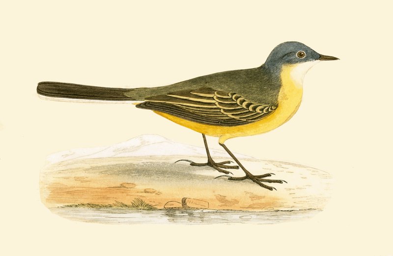 Grey Headed Yellow Wagtail, illustrasjon fra 