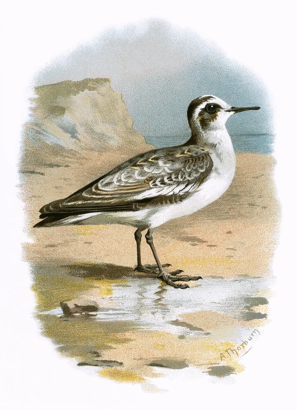 Grå Phalarope av English School