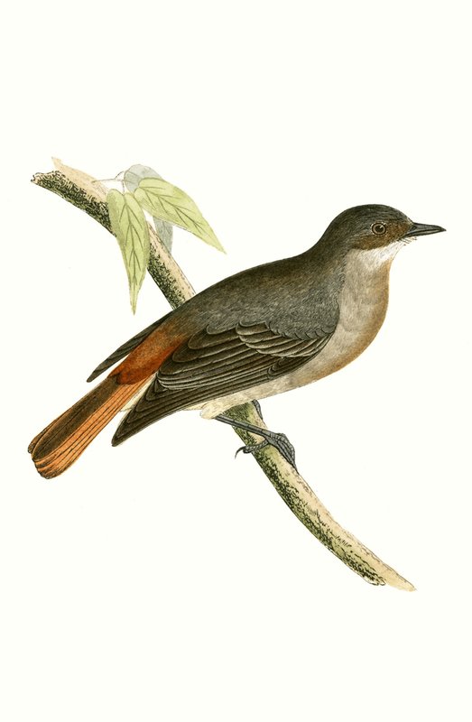 Grey Redstart, illustrasjon fra 'A History of the Birds of Europe Not Observed in the British Isles' av Charles Robert Bree (1811-86), utgitt 1867 av English School