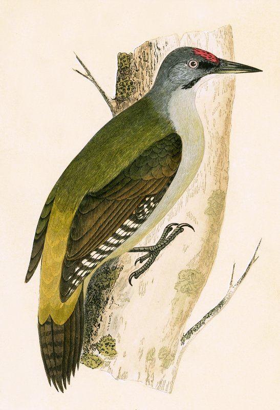 Grey Woodpecker, illustrasjon fra 