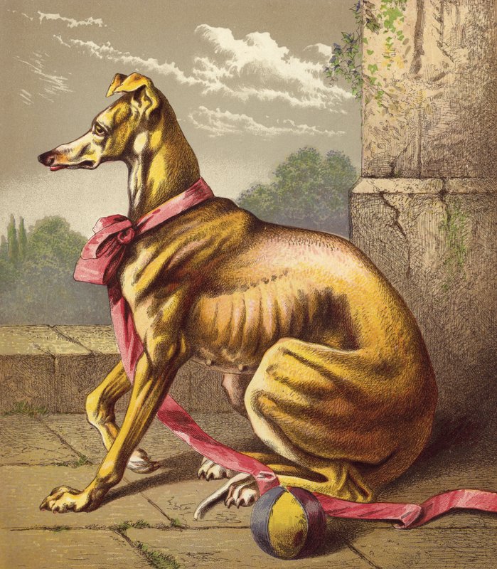 Greyhound (fargelitografi) av English School