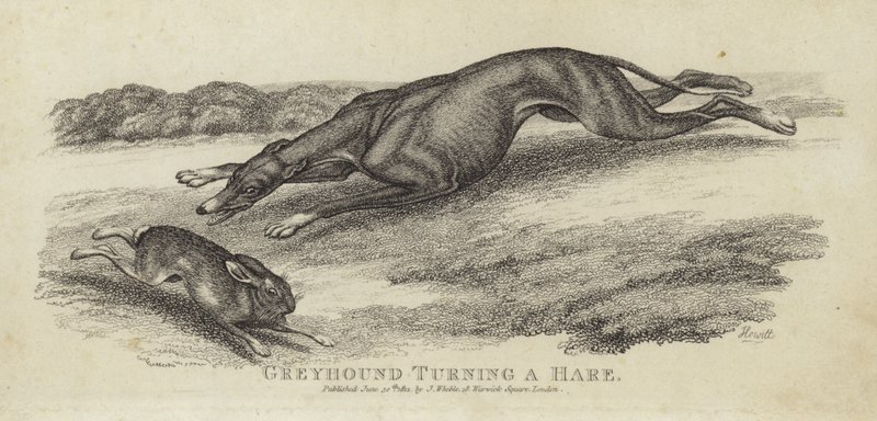 Greyhound snur en hare av English School