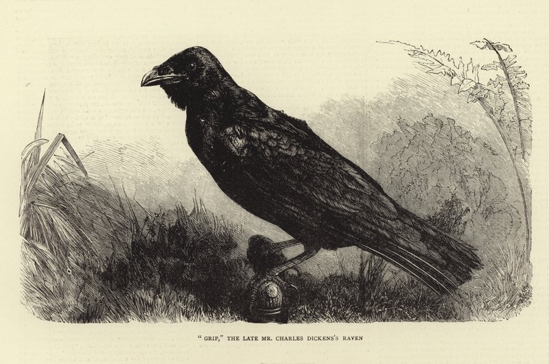 Grip, avdøde Charles Dickens Raven av English School