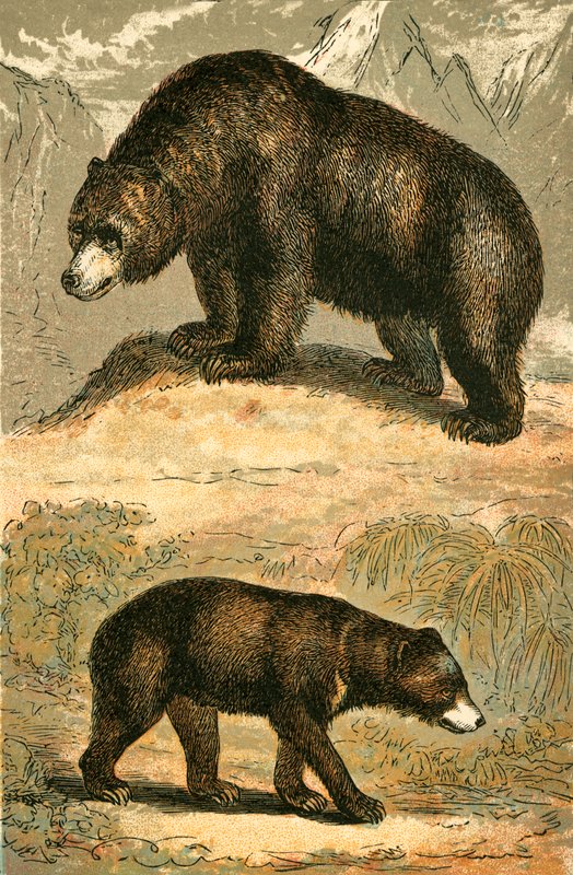 Grizzly Bear og Malay Bear av English School