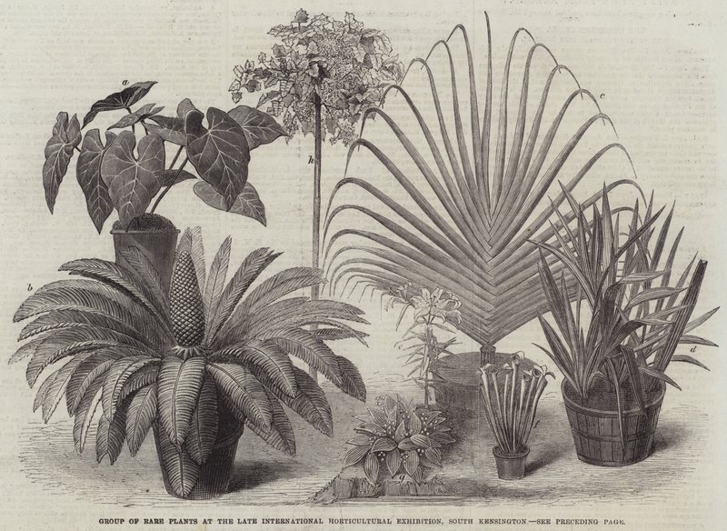 Gruppe av sjeldne planter på Late International Horticultural Exhibition, South Kensington (gravering) av English School