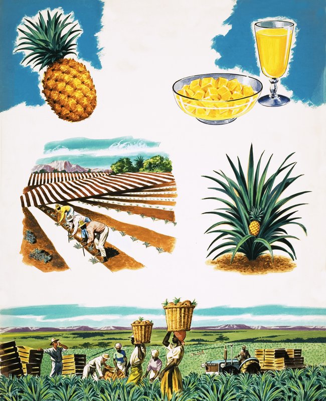 Dyrking av ananas av English School