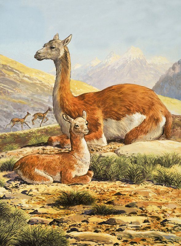 Guanacos av English School