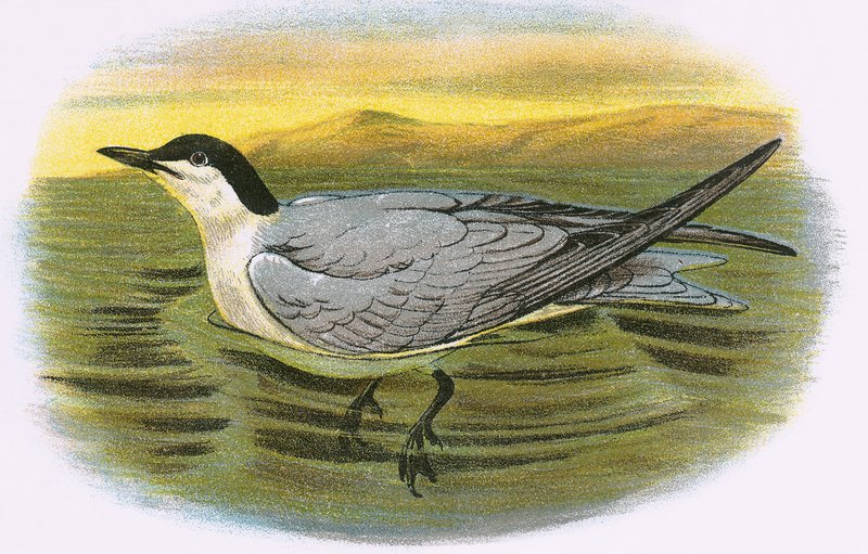 Gull Billed Tern av English School