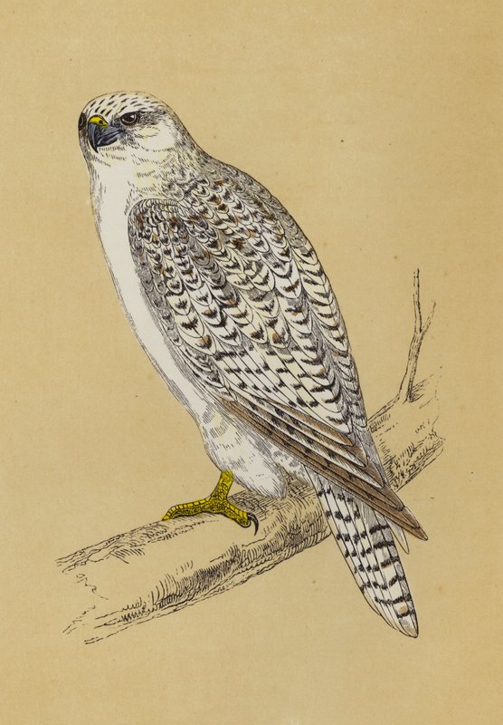 Gyr-Falcon (farge litho) av English School