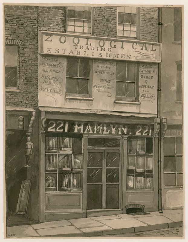 Hamlyns Zoological Trading, 221 St Georges Street, London Docks (wc på papir) av English School