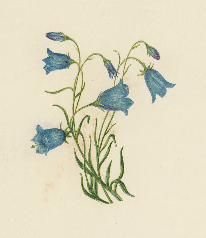 Harebell, Campanula Rotundifolia (fargemedlemmer) av English School