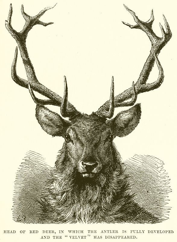 Head of Red Deer, der geviret er fullt utviklet og fløyel har forsvunnet av English School