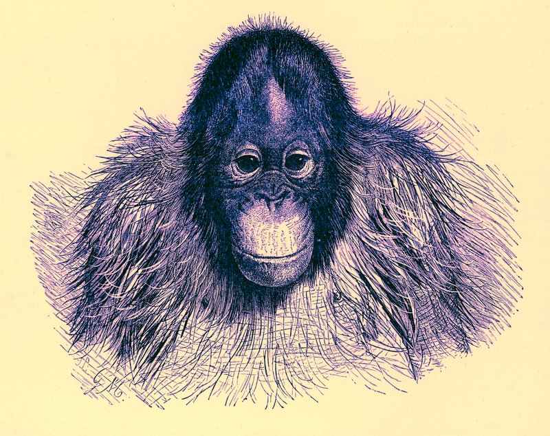 Leder for orang, illustrasjon fra The Royal Natural History, publisert 1896 (digitalt forbedret bilde) av English School