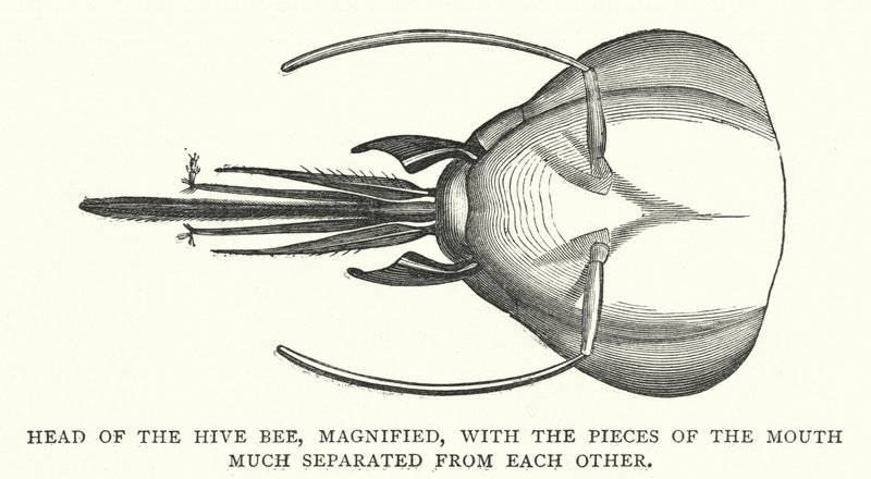 Head of the Hive Bee, forstørret, med munnstykkene mye adskilt fra hverandre (gravering) av English School
