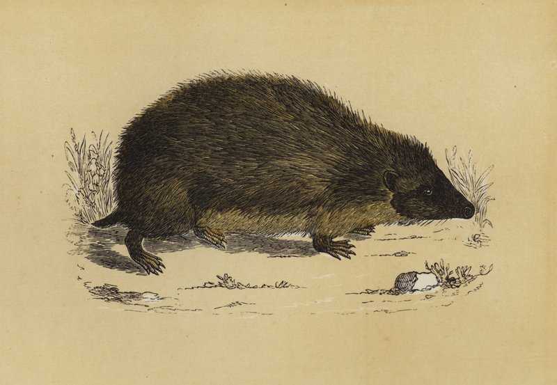 Hedge-Hog (farge litho) av English School