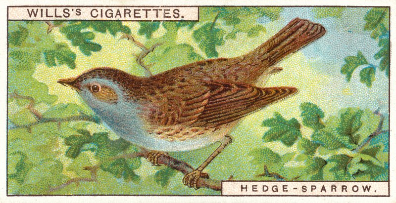 Hekk-Sparrow av English School