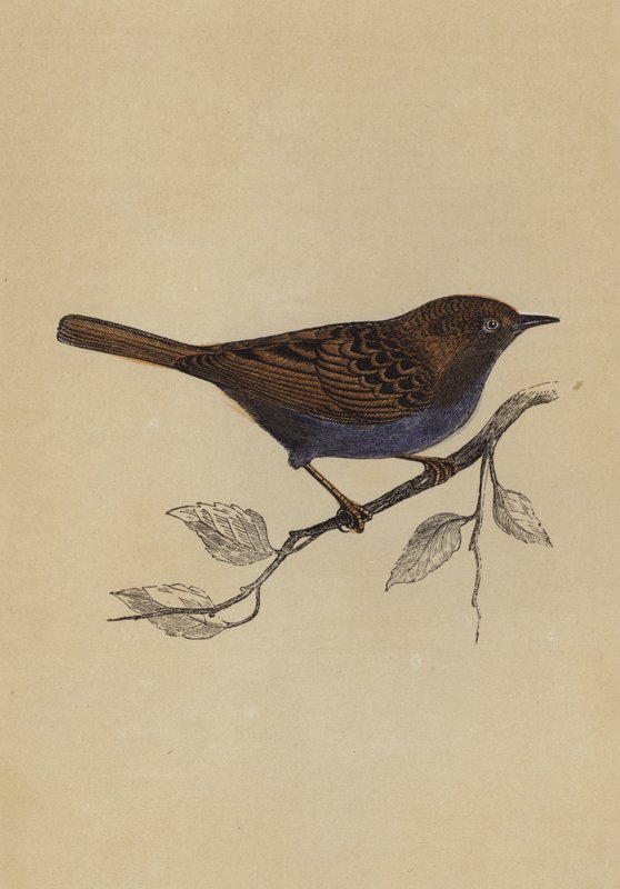 Hedge Sparrow (farge litho) av English School