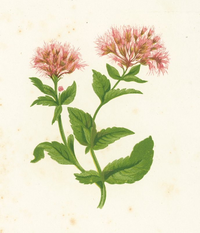 Hamp Agrimony, Eupatorium Cannabinum av English School