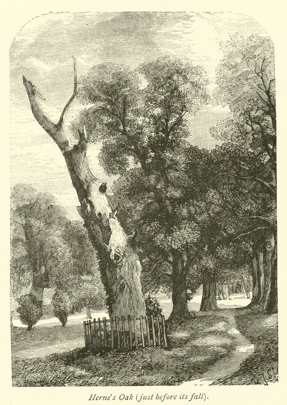 Hernes Oak, like før det falt av English School