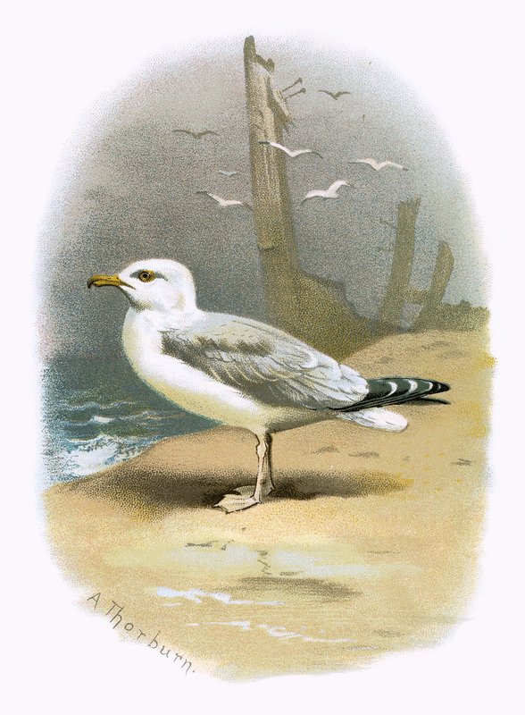 Herring Gull av English School
