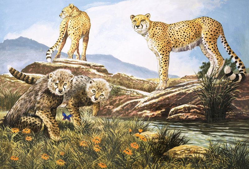 Høyhastighetsjegeren, geparden, illustrasjon fra Naturens eventyrland (gouache på papir) av English School