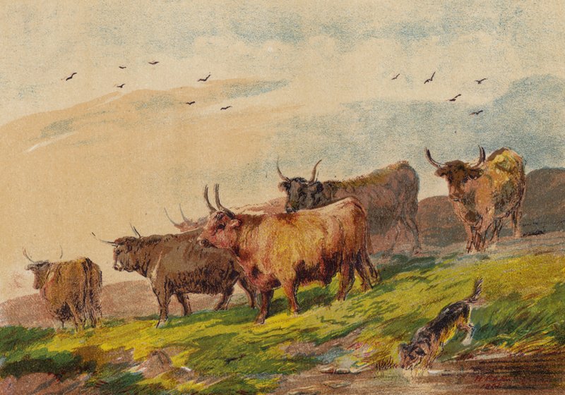Highland Cattle av English School