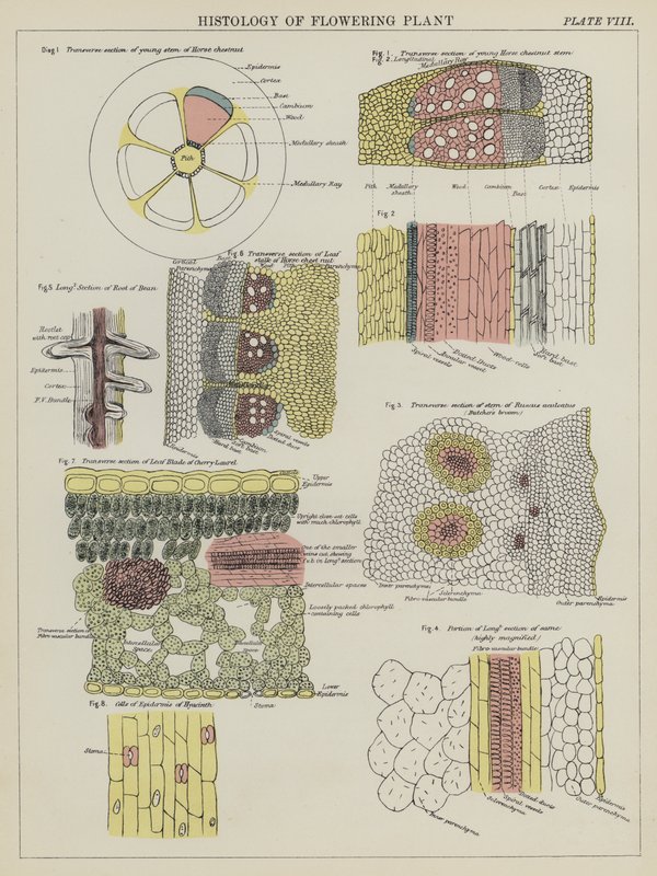 Histologi av blomstrende plante (farge litho) av English School
