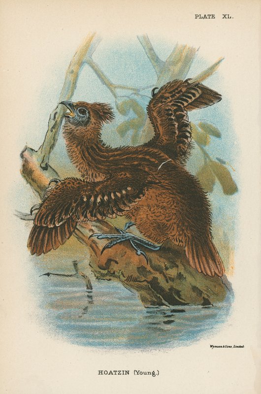 Hoatzin (ung) av English School