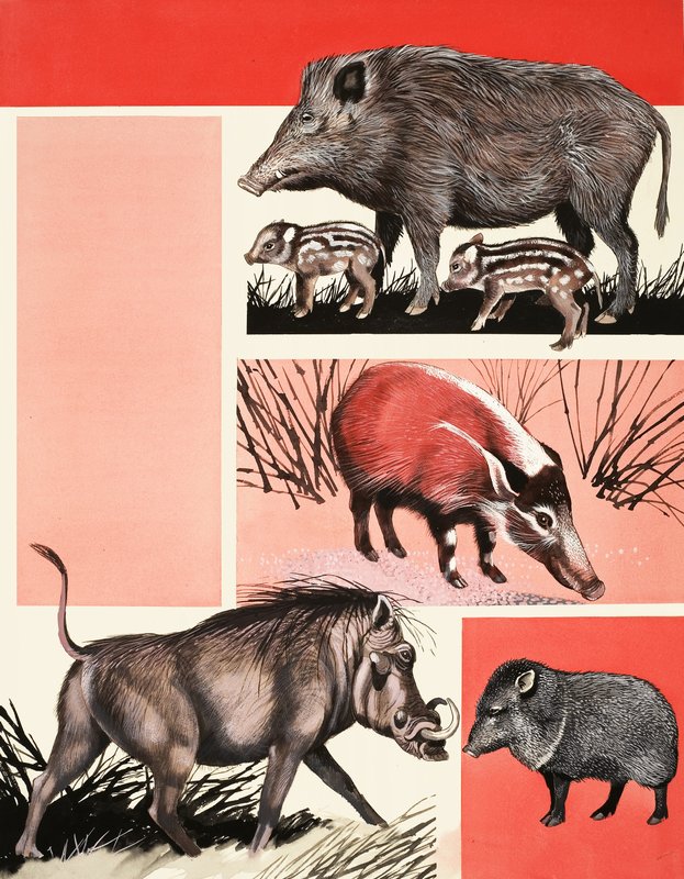 Hogs and Boars-montasje av English School