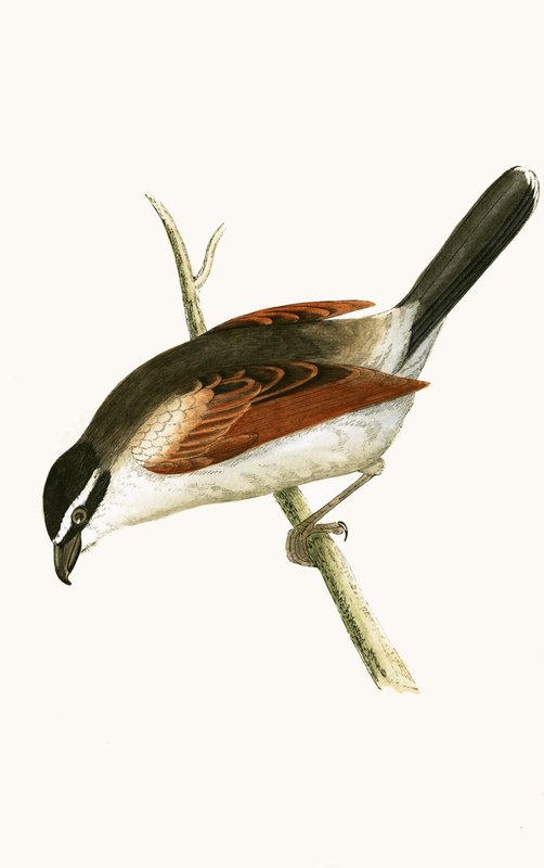 Hooded Shrike, illustrasjon fra 