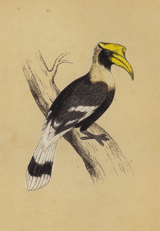 Hornbill (farge litho) av English School