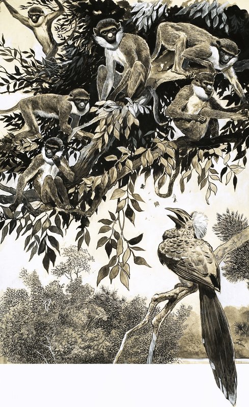 Hornbill og aper av English School