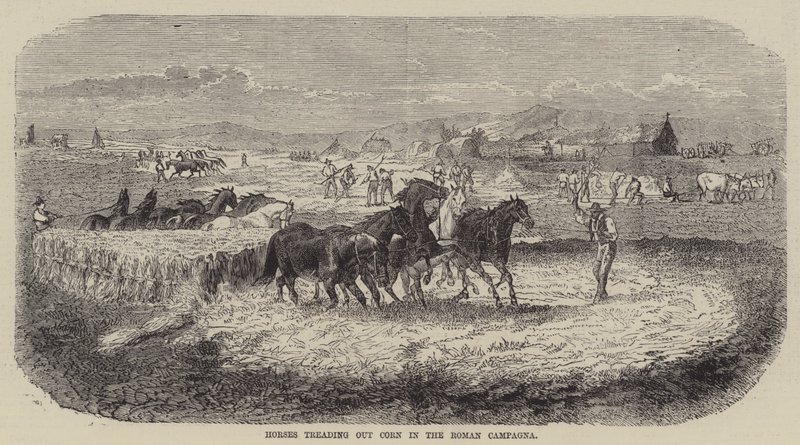 Hester som trår ut korn i den romerske Campagna (gravering) av English School