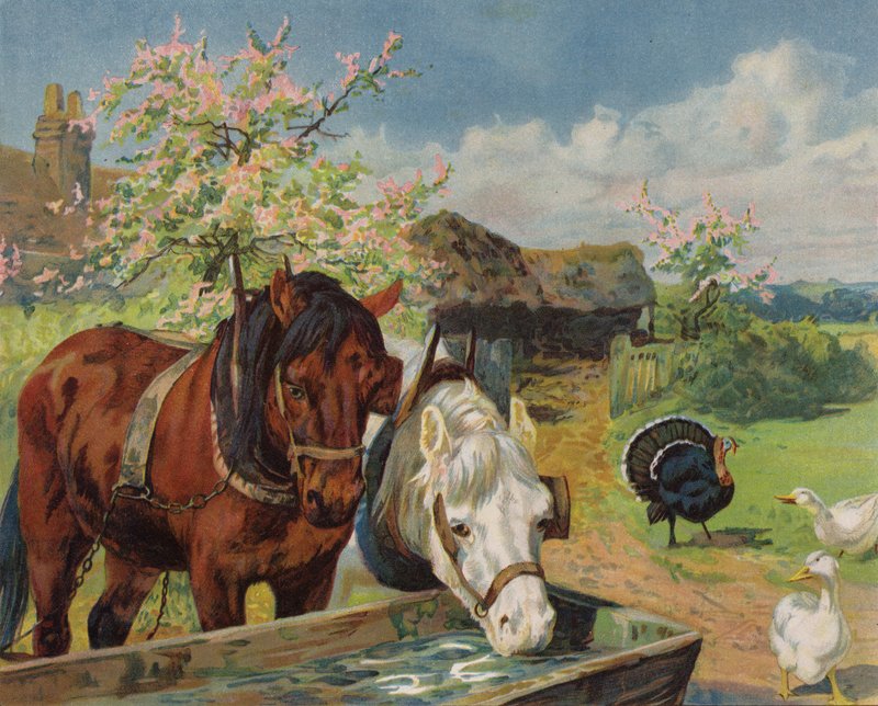 Hester som drikker fra et vanntrau (farge litho) av English School