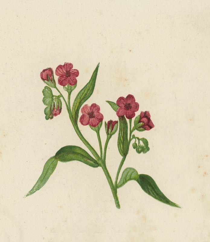 Hound's-Tongue, Cynoglossum Officinale (farge litho) av English School