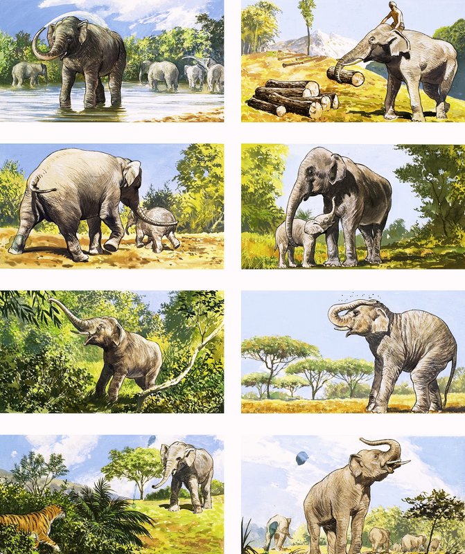 Hvordan en elefant bruker snabelen sin av English School