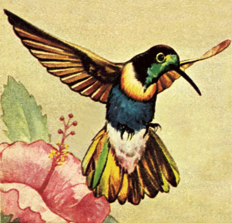 Hummingbird av English School