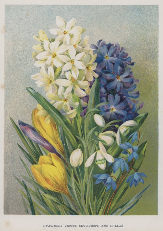 Hyasinter, krokus, snøklokker og scillaer av English School