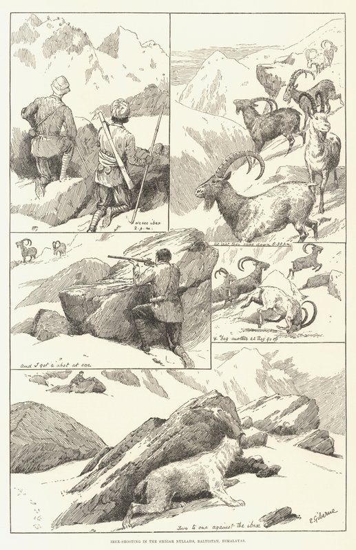 Ibex-skyting i Shigar Nullahs, Baltistan, Himalaya (gravering) av English School