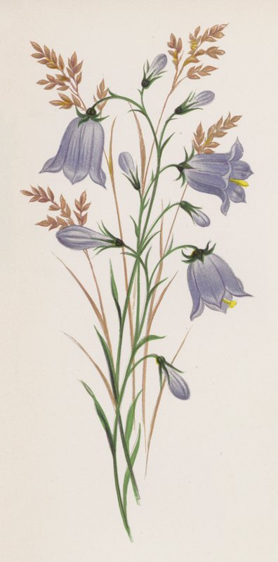Illustrasjon for A Dream of a Garden (farge litho) av English School