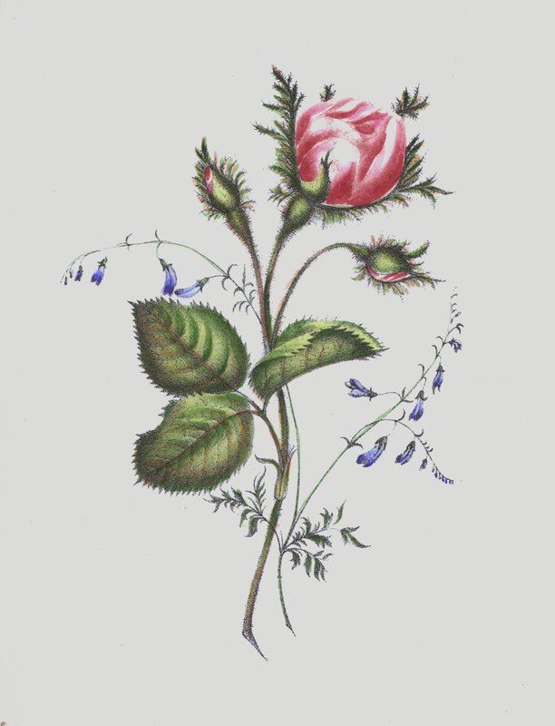 Illustrasjon for Moss Rose Album av English School