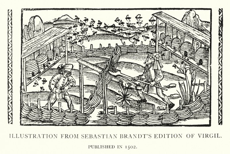 Illustrasjon fra Sebastian Brandts utgave av Virgil, utgitt i 1502 (litho) av English School