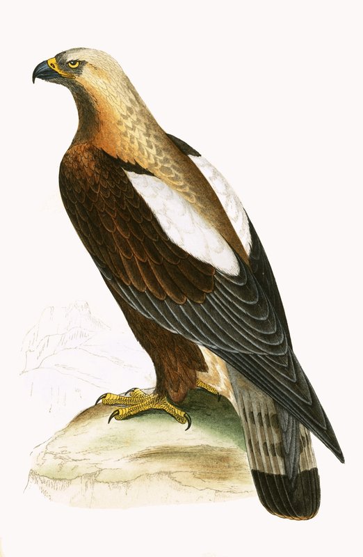 Imperial Eagle, illustrasjon fra 'A History of the Birds of Europe Not Observed in the British Isles' av Charles Robert Bree (1811-86), utgitt 1867 av English School