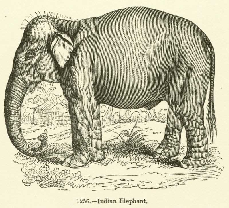 Indisk elefant (gravering) av English School