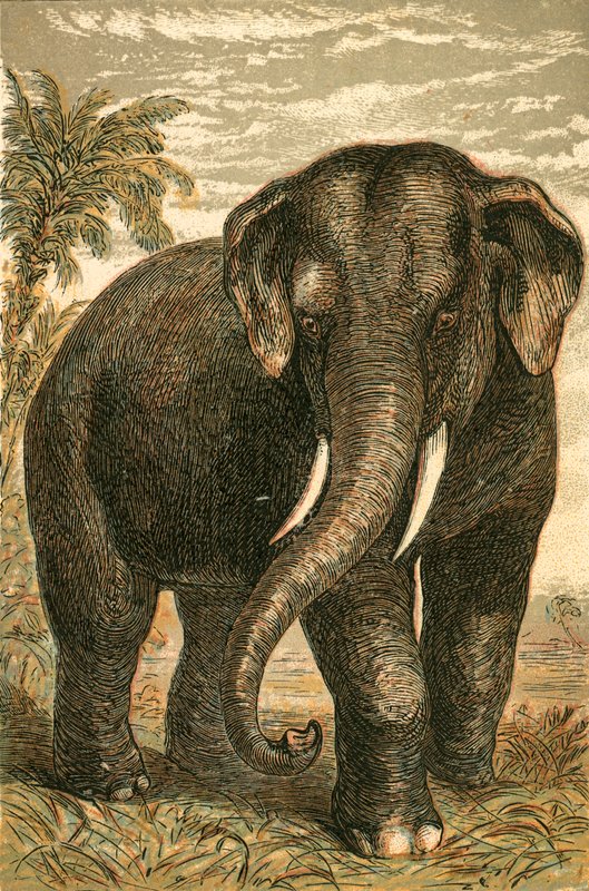 Indisk elefant av English School