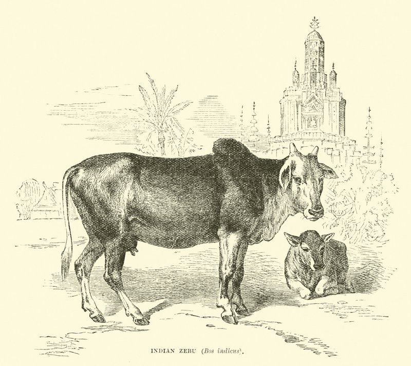 Zebu-indianere, Boss indicus av English School