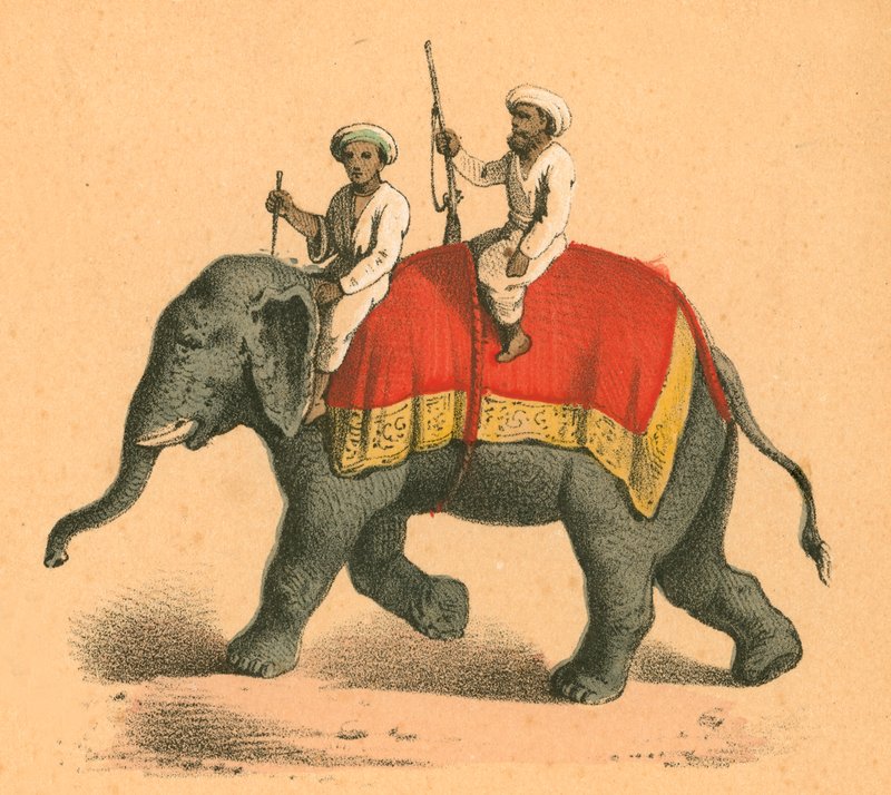 Indianere på en elefant av English School